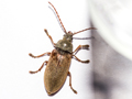 Dascillus cervinus
